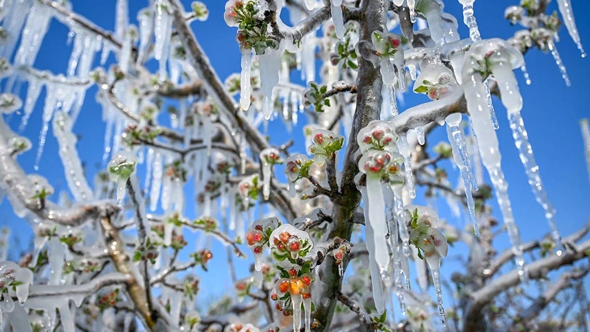 Valillikten zirai don uyarısı
