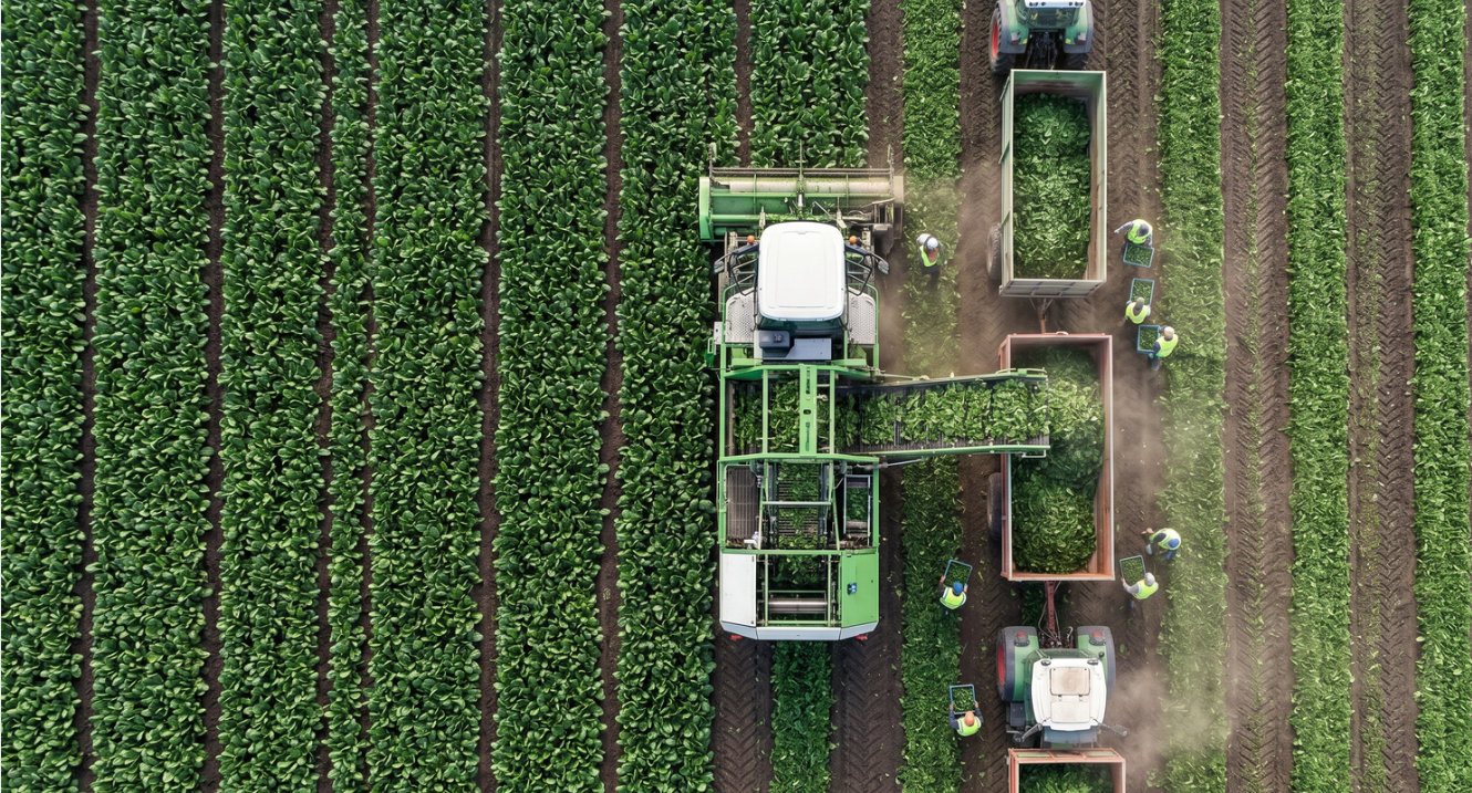 Tarlasına eken 30 günde servet topluyor: Gramla satılıyor, fiyatı altınla yarışıyor