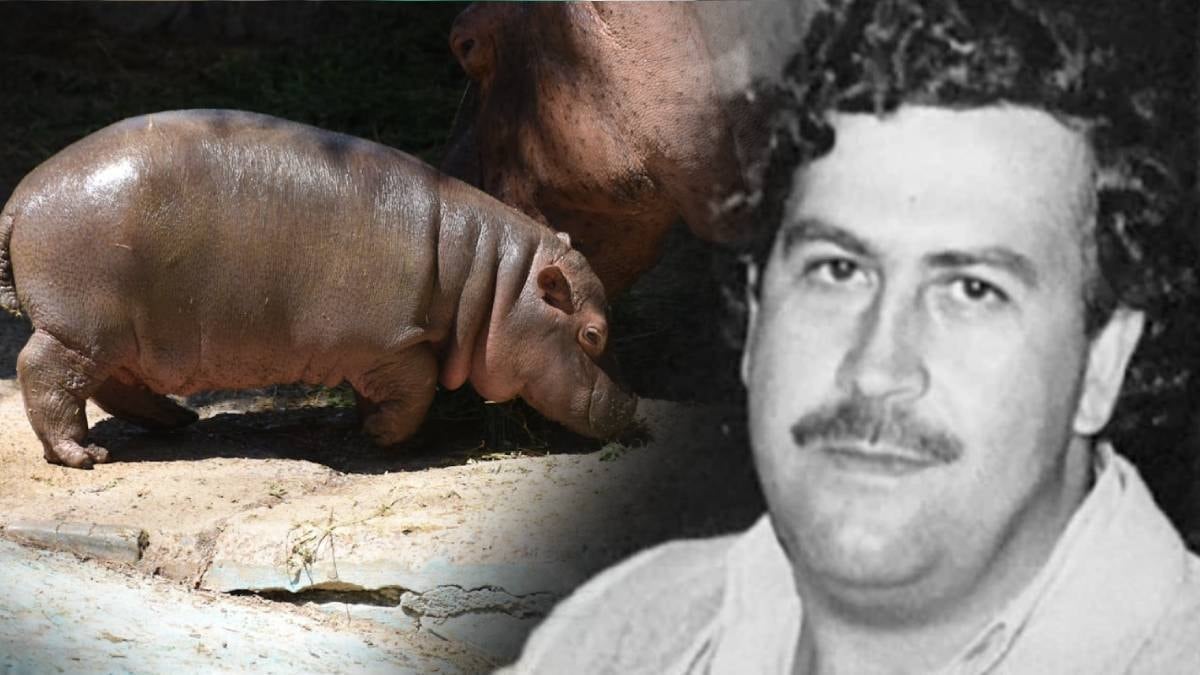 Escobar'ın su aygırları Kolombiya'nın başına bela oldu