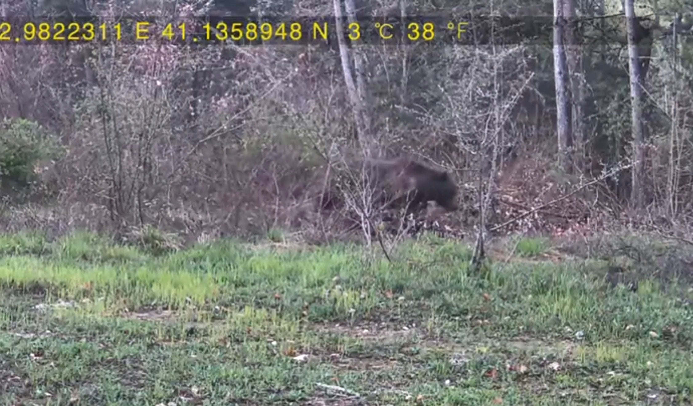 Evinin yakınındaki ormana fotokapan kurup, yaban hayatı görüntüledi