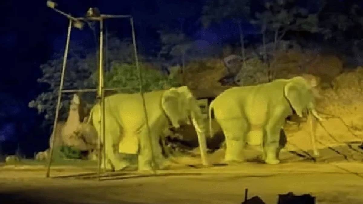 Çalışanları fil diye halka yutturmuşlar