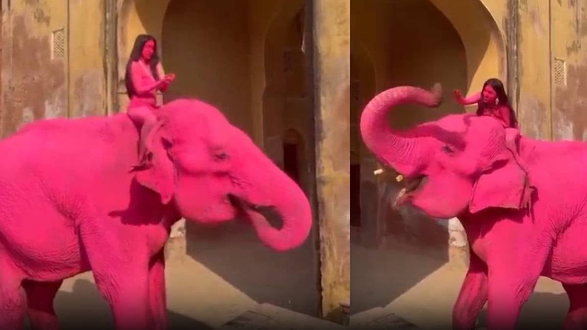 Pembeye boyadıkları 65 yaşındaki fil üzüntüden öldü