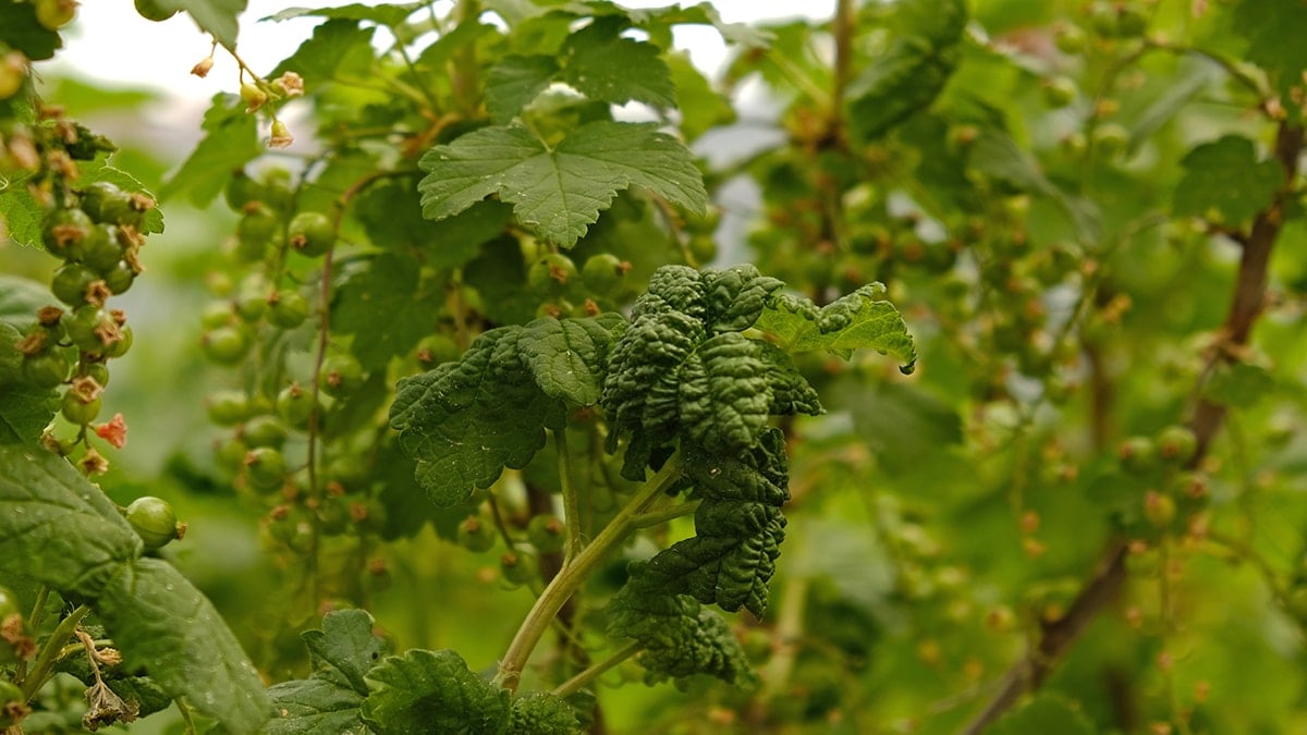 Avrupalıların ayıla bayıla yediği bu meyveyi Türkler evine bile sokmuyor