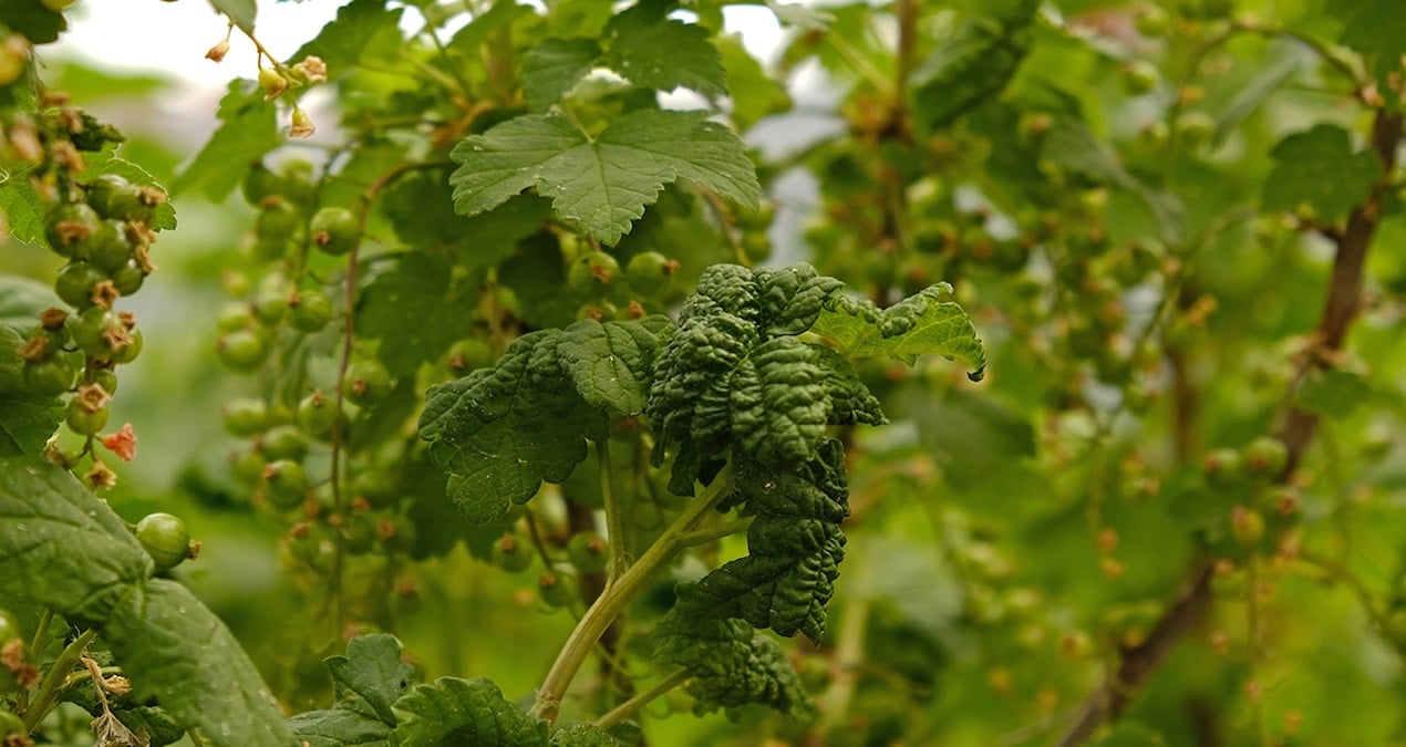 Avrupalıların ayıla bayıla yediği bu meyveyi Türkler evine bile sokmuyor
