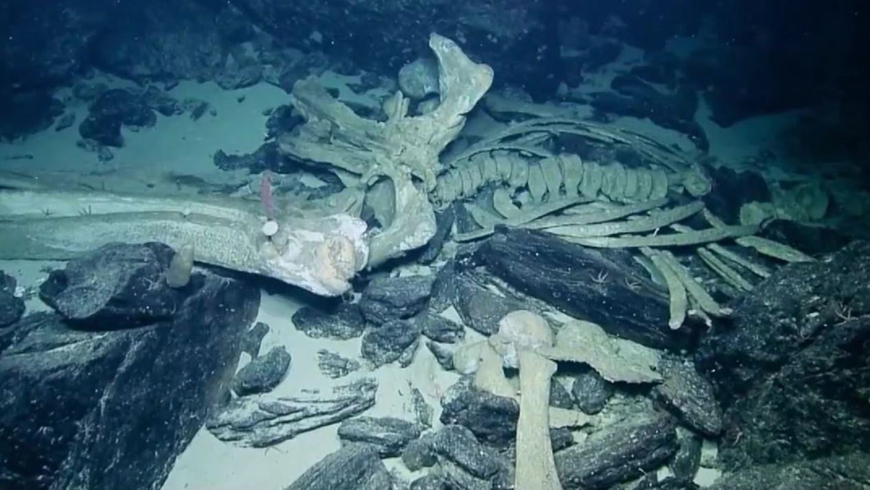 Okyanusun dibinde kemik yiyen zombiler bulundu
