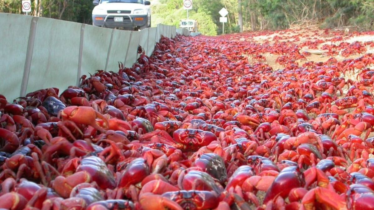 Milyonlarcası harekete geçti: Her yeri kırmızıya boyayacaklar