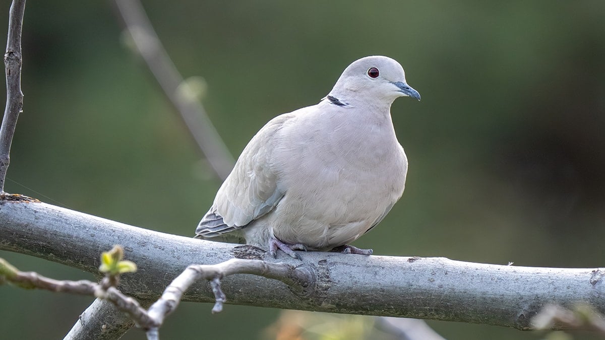 15 yıl yaşaması gerekirken 44 yıl yaşadı