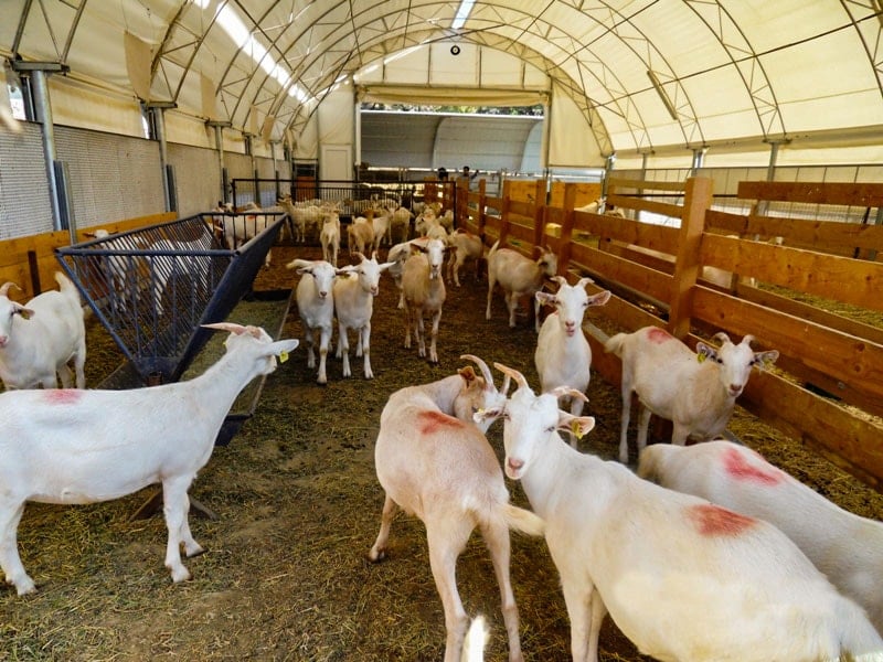 Fransa'yı şok eden olay: Afgan mülteci tüm ahıra tecavüz etti