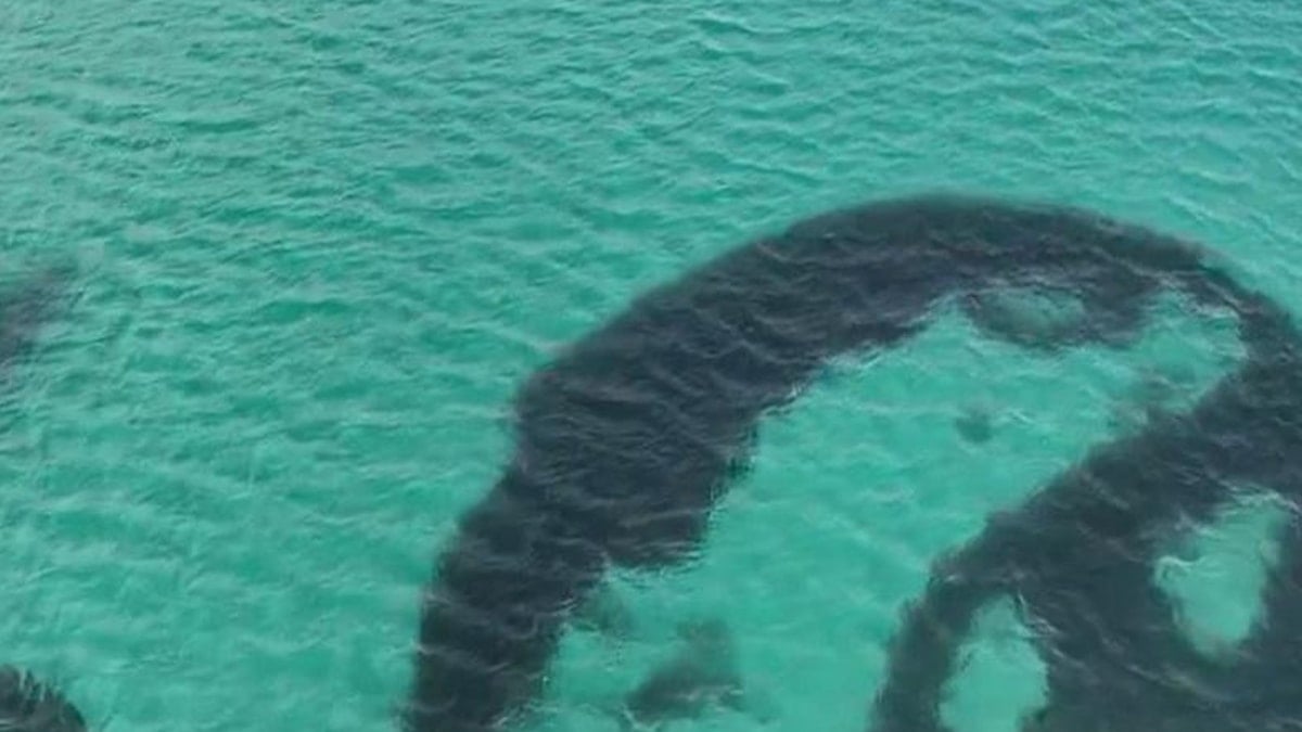 Deniz tabanındaki garip halkaların sırrı açığa çıktı 