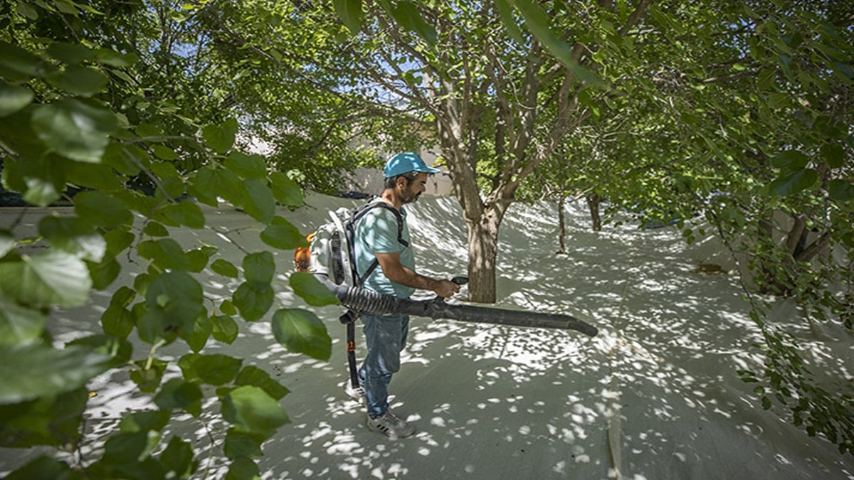 Doğada bedava yetişen bu mucizeyi yiyenin kalbi gençleşiyor