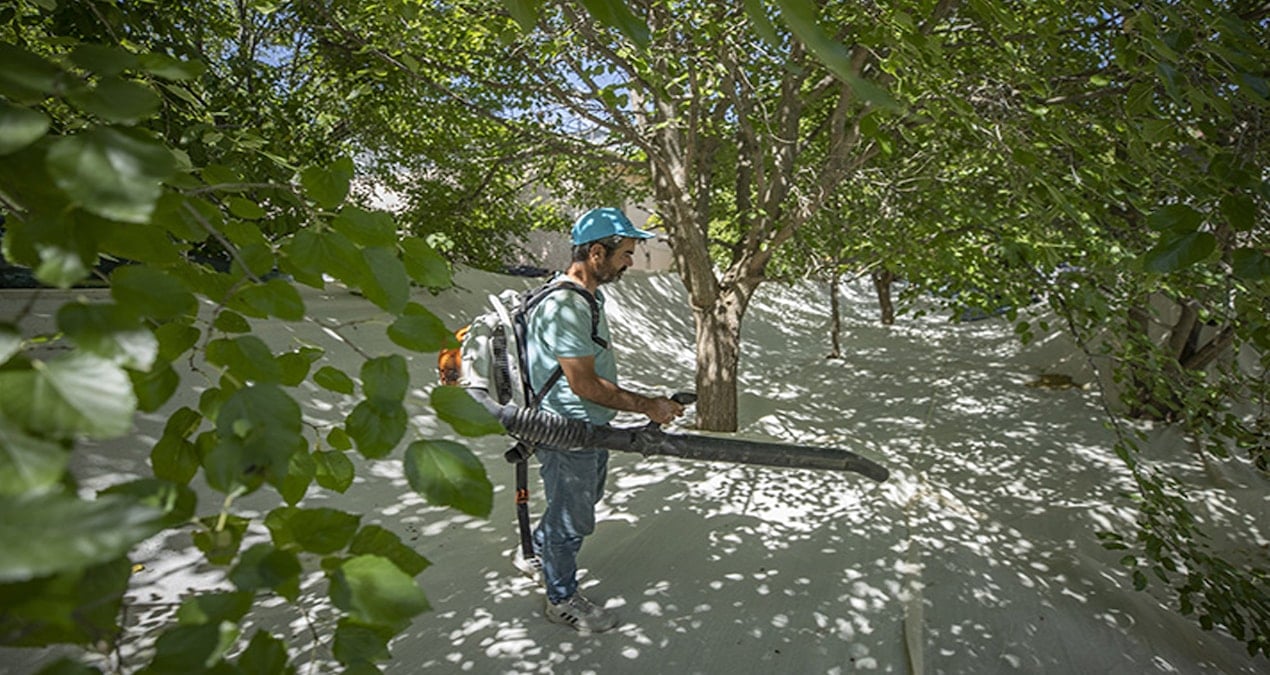 Doğada bedava yetişen bu mucizeyi yiyenin kalbi gençleşiyor
