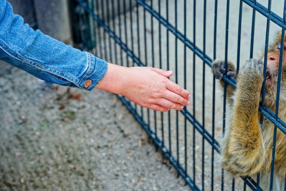 Onlar geçmişte hiç savaşmamış! Şiddet gerçekten içimizde mi yatıyor? 