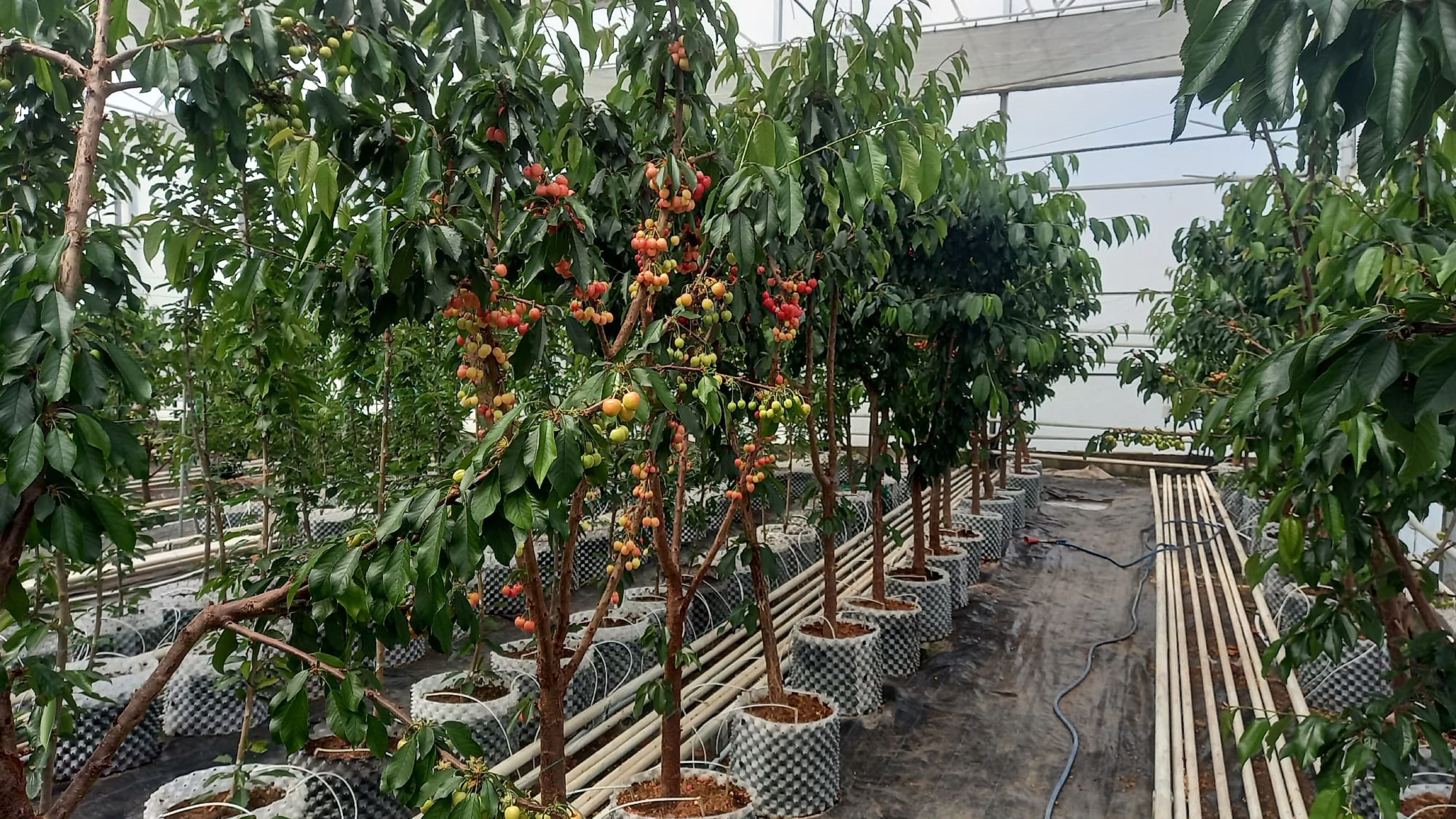 Dünyada başka örneği yok!  Türkiye'de imkansızı başardılar: İlk hasat yapıldı