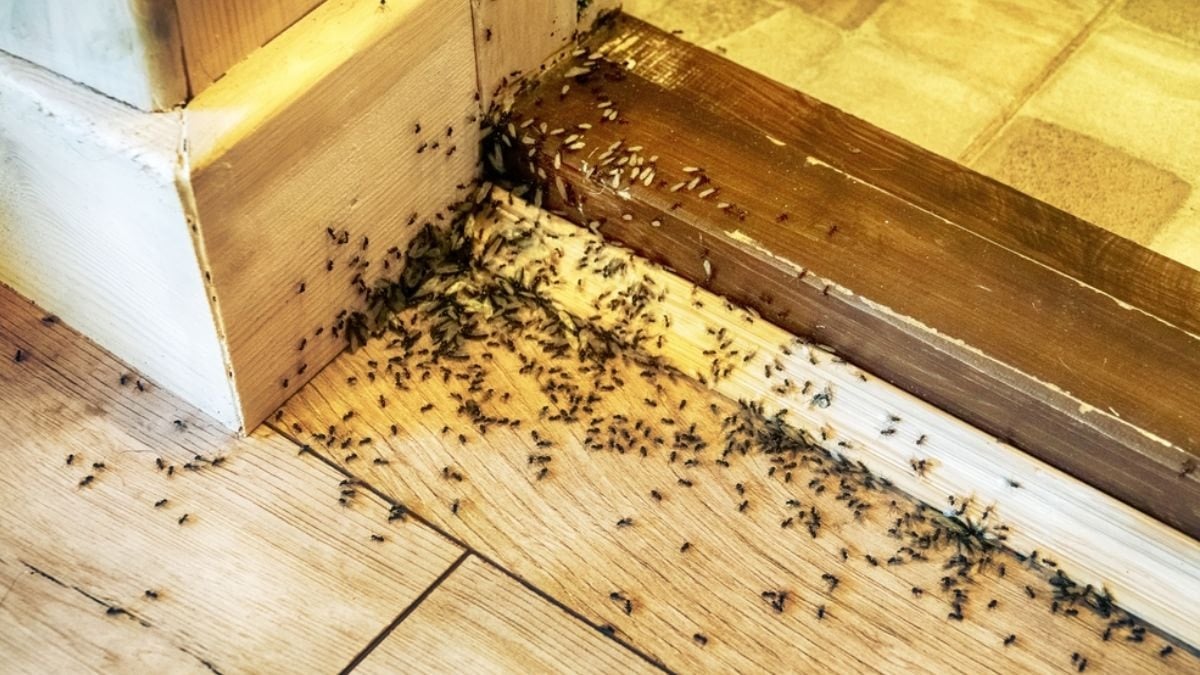 Evin kapısından geri dönecekler: Karıncaları evden uzaklaştırmanın formülü bulundu