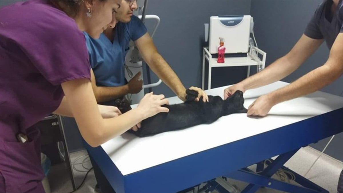 Sokak kedilerini vuran komşuya 5 ay hapis!