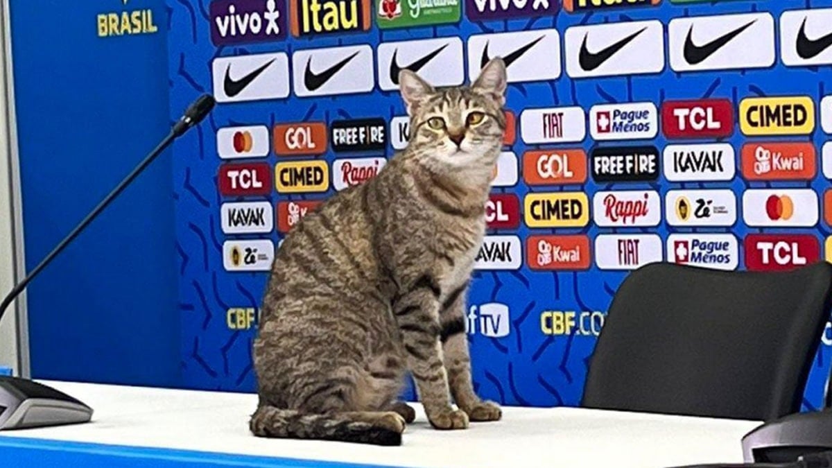 200 milyon insan bir kediden af dileniyor: 4 yıldır belleri doğrulmadı