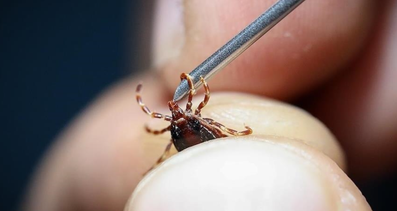 Kene Bitişiyle Başlayan Kayıp: 4 Günde Hayatını Kaybetti