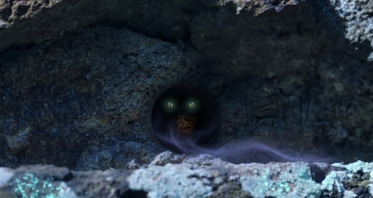 Yıllarca saklandı, sonunda bulundu: Dünyanın en nadir sürüngeni ortaya çıktı