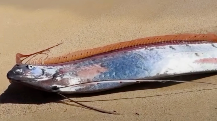 Görüldüğü an felaket getiren 'kıyamet balığı' kıyıya vurdu