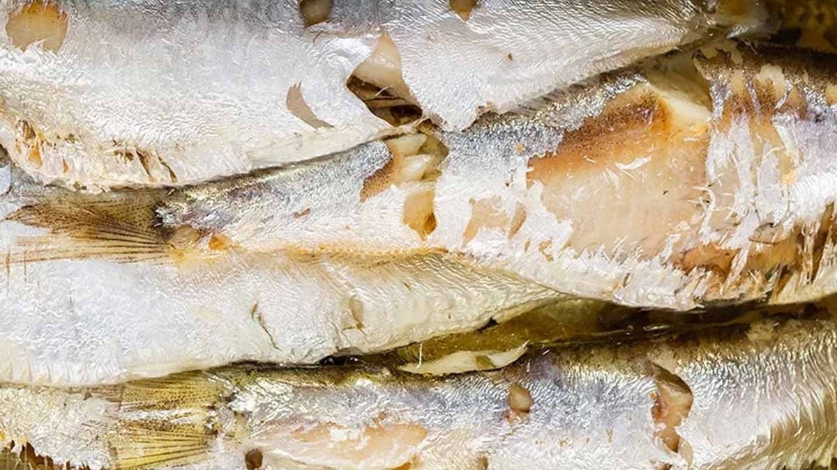 Asıl protein kaynağı tavuk değilmiş, Türklerin sofrada ittiği bu balık kemikleri 'çelik' gibi yapıyor