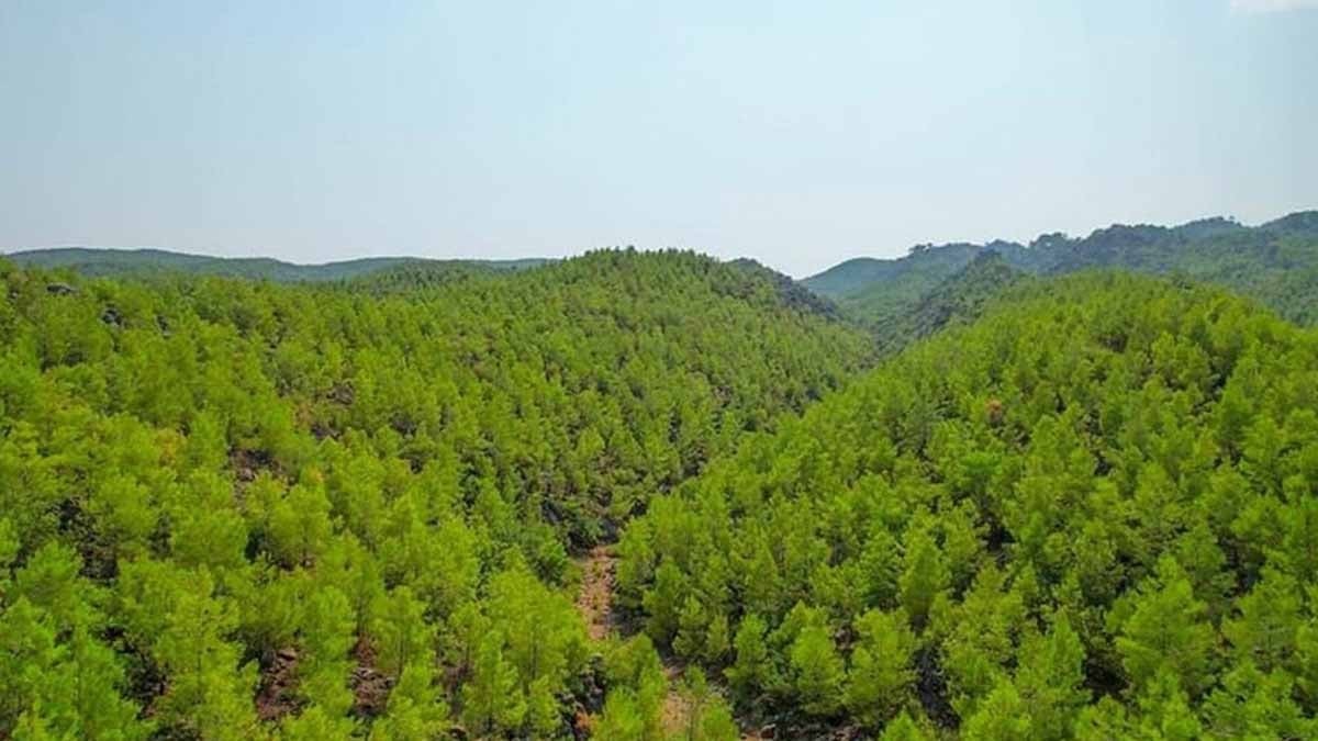 10 yıl sonra bu manzara başka ilçede olacak: Ağaçlar yürümeye başladı 