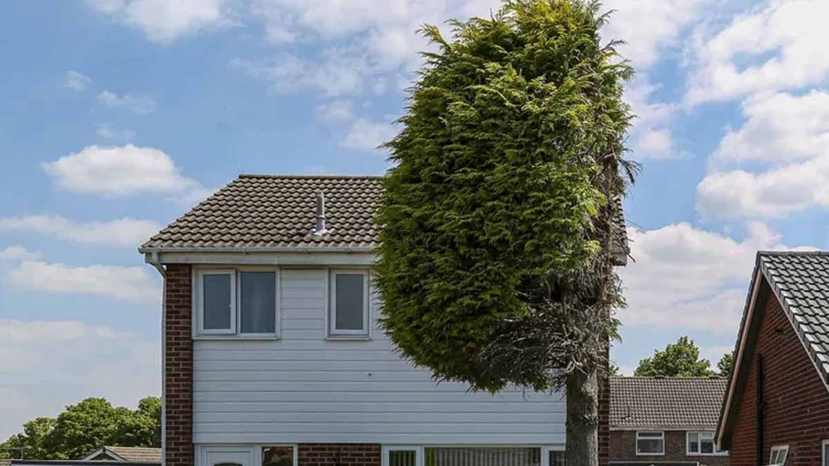 Aradan geçen 25 yılın ardından ağacı dikey olarak kestiler