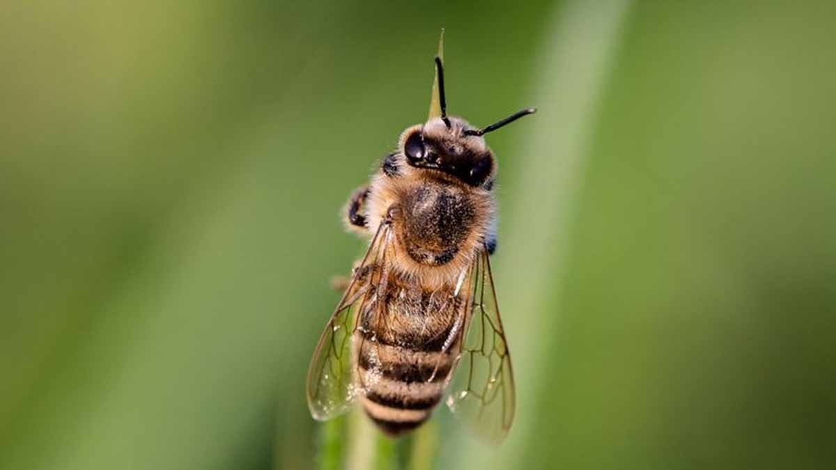 Evinize arı geliyorsa bunun 3 anlamı var