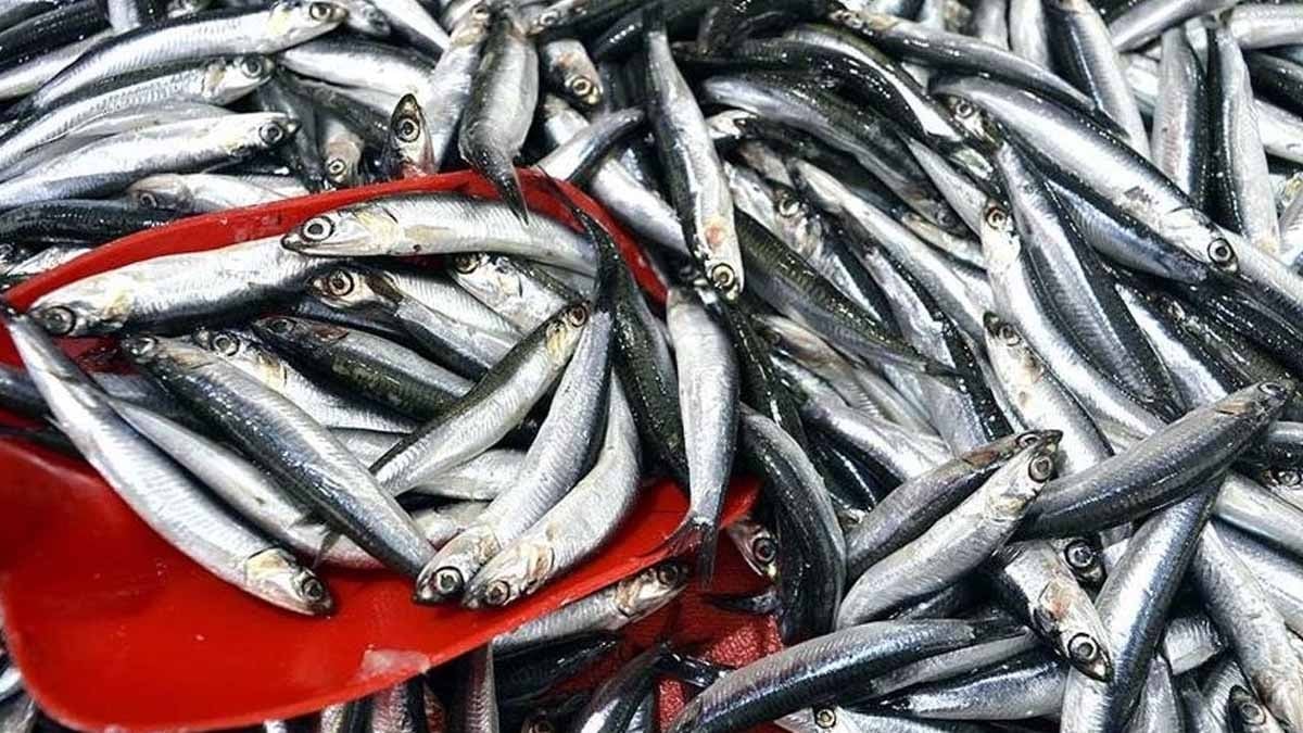 Hamsi bitirecek 'işgal' başladı!