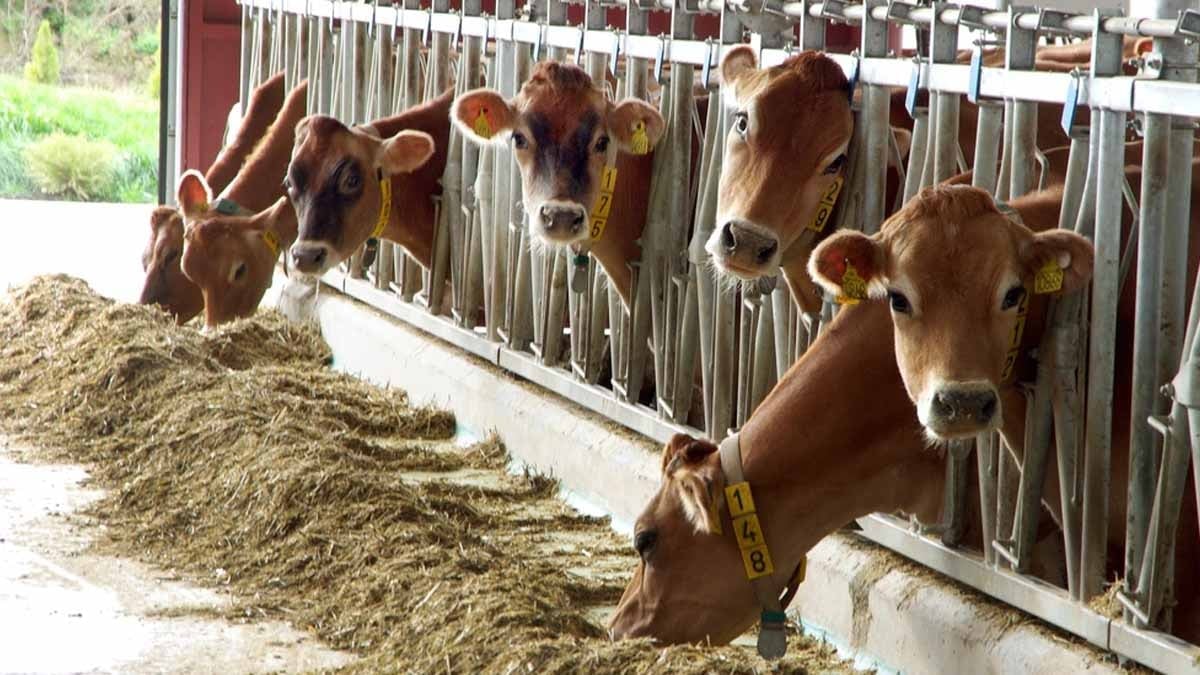 Dünyanın en büyük tam otomatik süt çiftliği kuruluyor