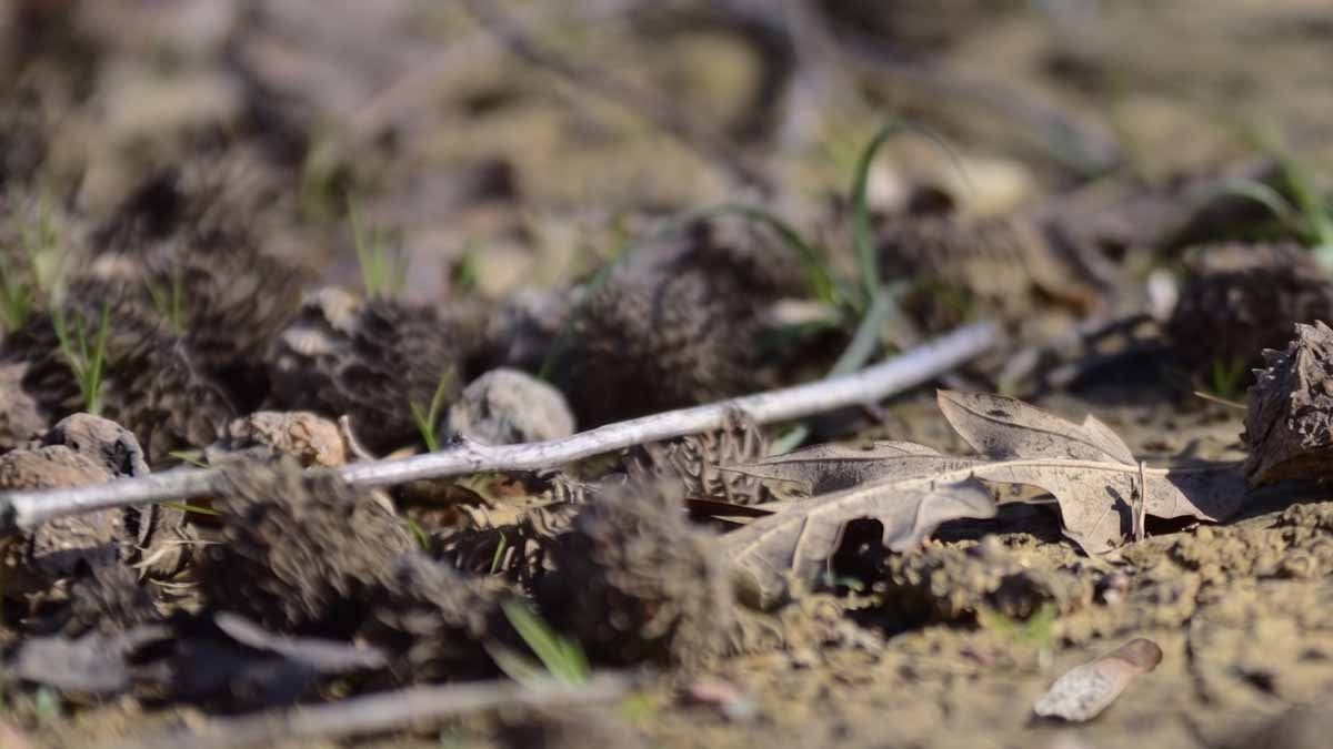Ormanda görenler yüzüne bakmıyordu! Meğer kilosu 3 euroymuş, toplayan servet sahibi oluyor