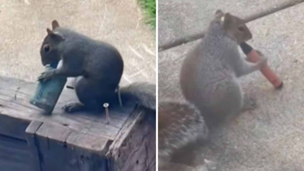 Sincaplar terk edilmiş elektronik sigaraları içiyor: Nedeni açıklandı