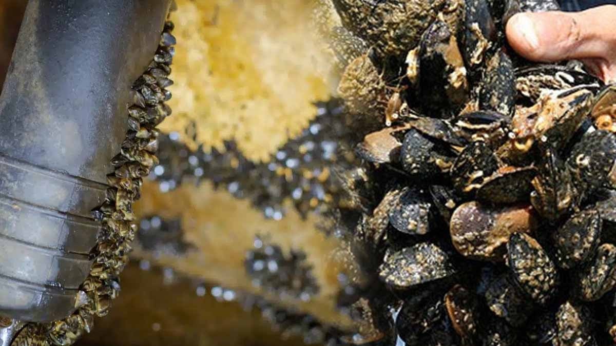 Tırnak kadar midye tüm şehri susuz bırakabilir, sorunu çözene para ödülü verilecek