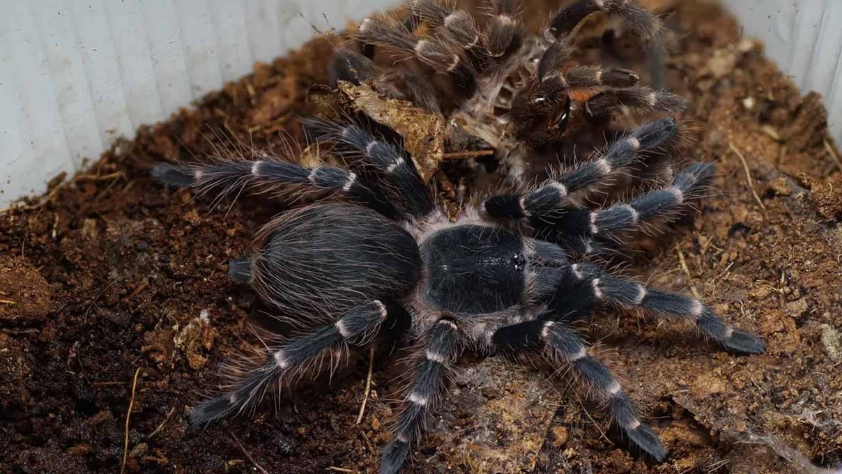 Trende 20 tarantulayı unuttu