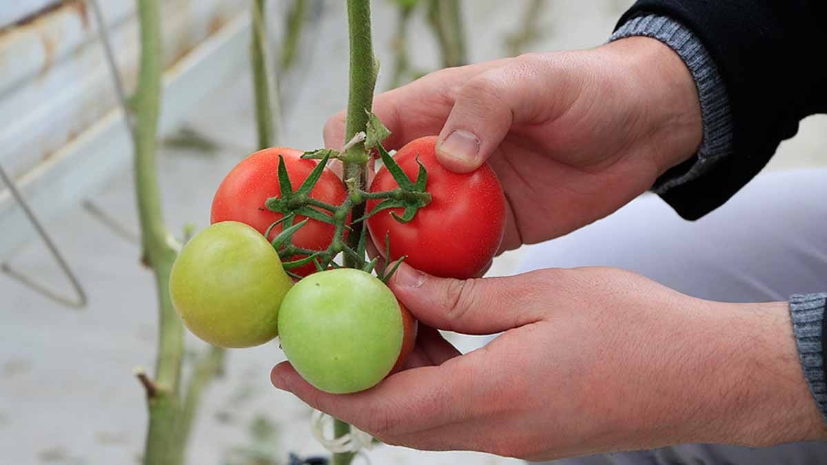 Almanya'da çok beğenildi: 2026'da herkes domatesleri bu şekilde ekecek