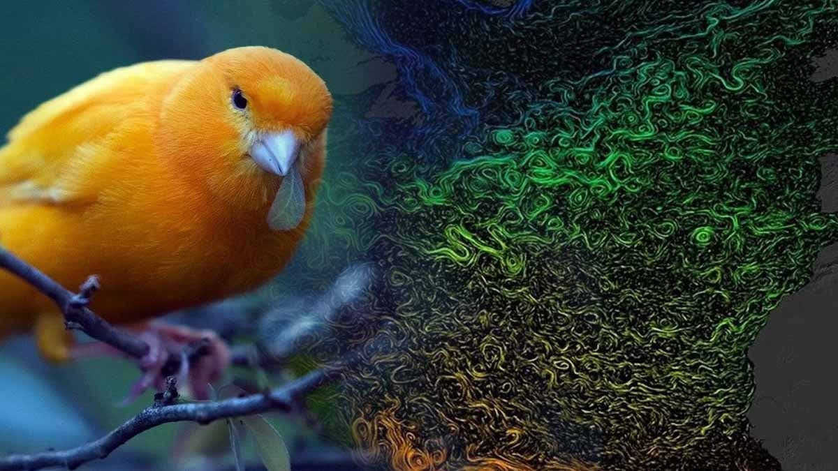 Kanaryalar ölmeye başladı, en karamsar senaryo gerçek oluyor