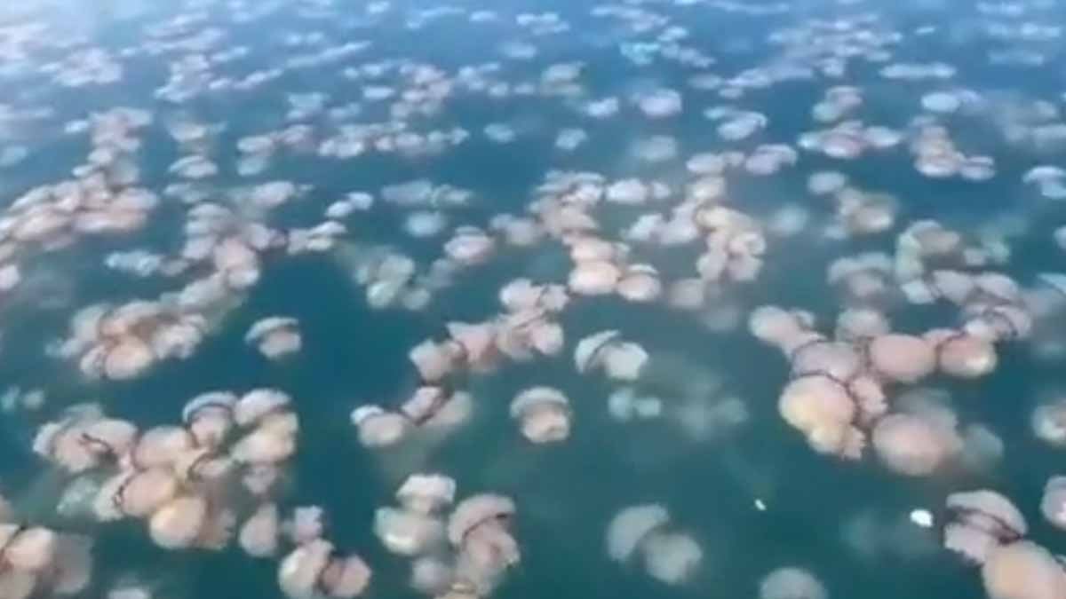 Deniz yüzeyi milyarlarca denizanasıyla kaplandı: Görenler gözlerine inanamadı