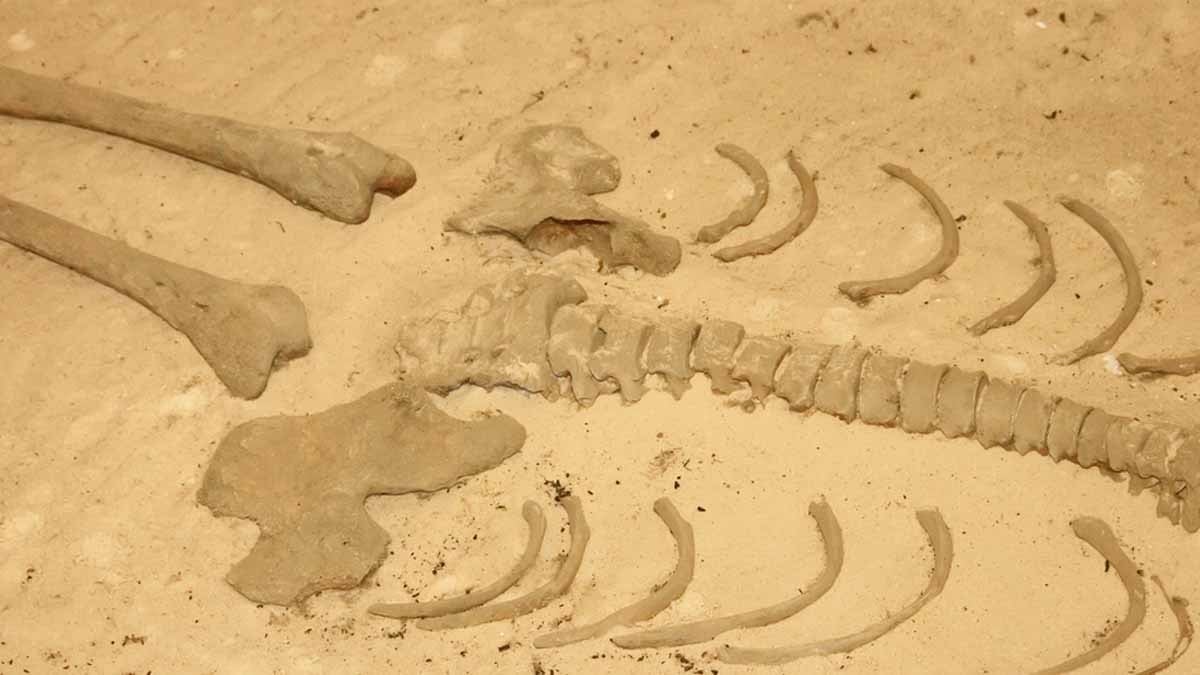 Mezarı açıp DNA analizi yaptılar, insanlığın en büyük gizemlerinden birini çözdüler