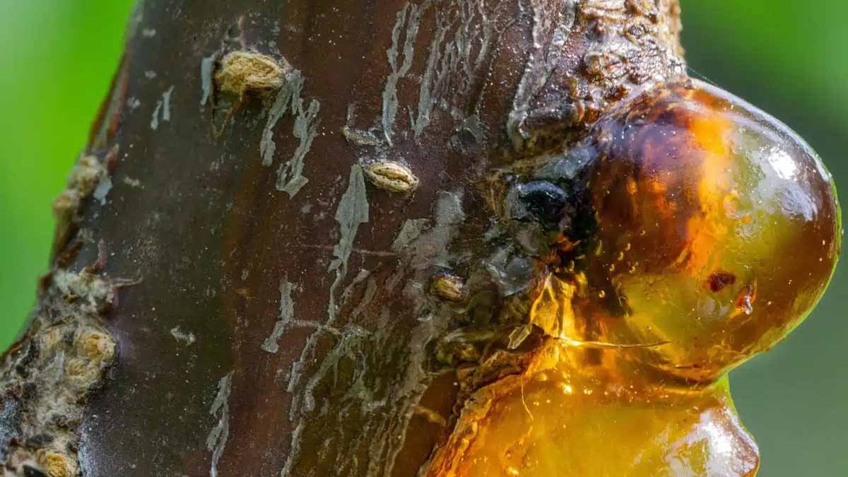 35 milyon yıllık kehribarın içinden 'kasklı' bir yaratık çıktı: Bildiğimiz tüm tarihi çöpe attı