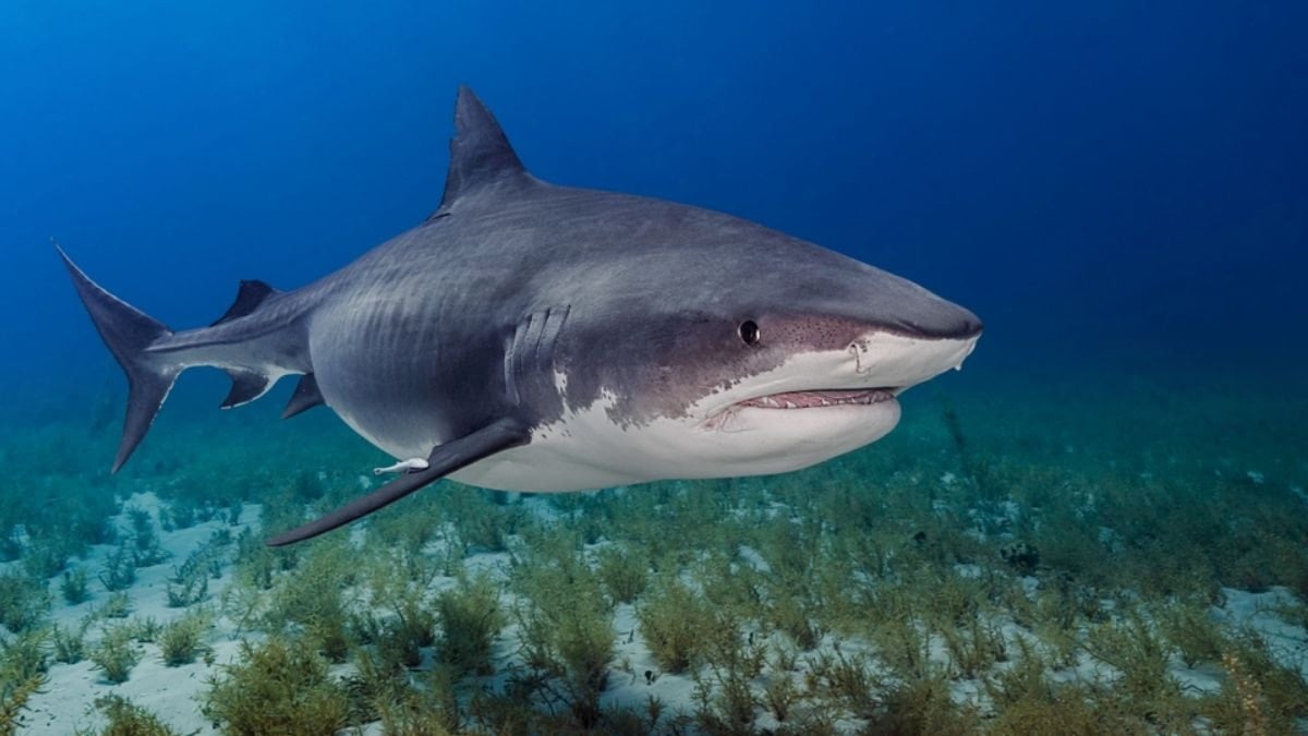 Turizmin kalbinde şok! Köpek balıklarının uyuşturucu testi pozitif çıktı