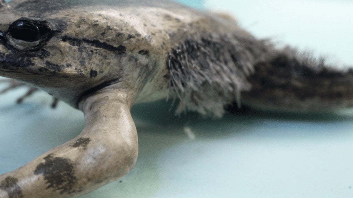 Pençelerini kemiklerinden çıkarıyor