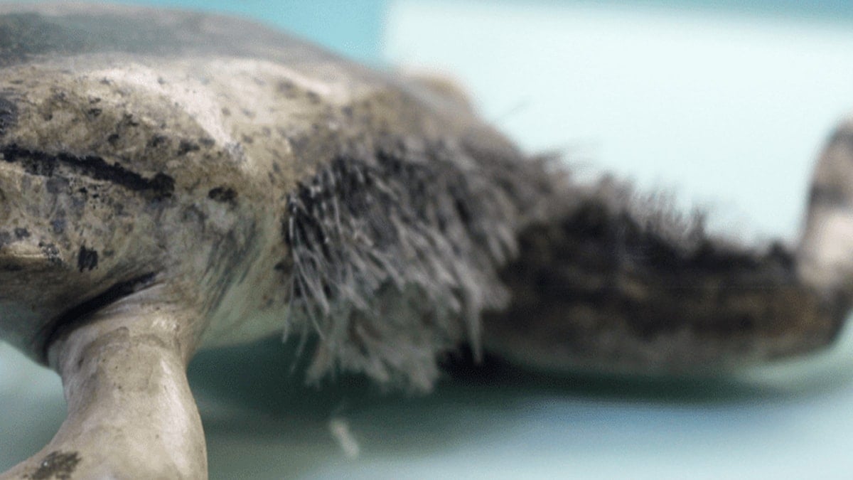 Pençelerini kemiklerinden çıkarıyor