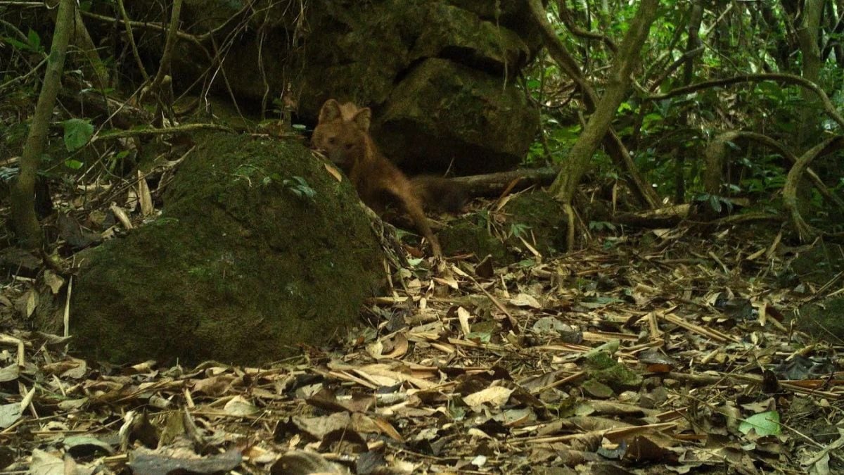 20 yıllık sessizliğini bozdu! Gizemli yırtıcı tekrar ortaya çıktı