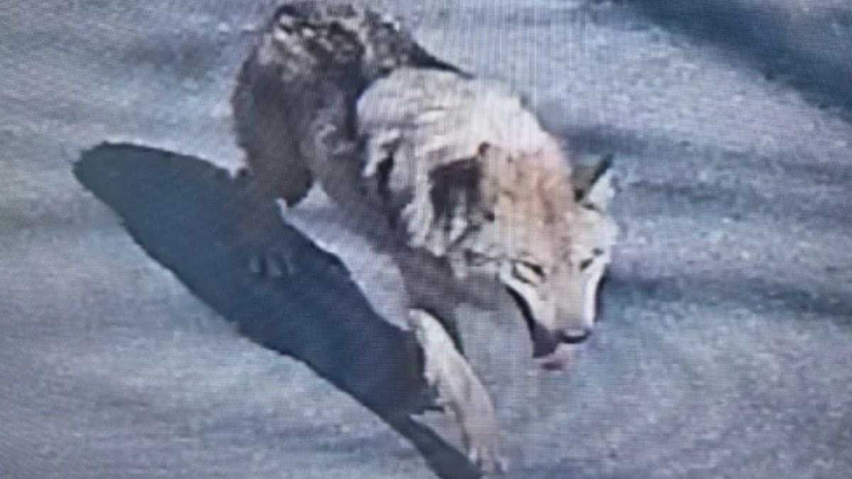 Şehirde 'canavar' alarmı! Tünel kazarak kaçtı, uyarılar peş peşe yapıldı