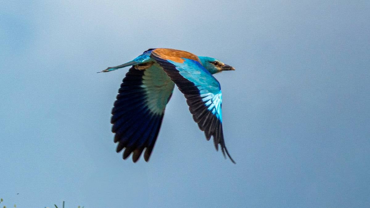 Nadir haberci kuş Türkiye'de görüldü