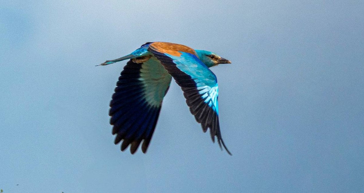 Nadir haberci kuş Türkiye'de görüldü