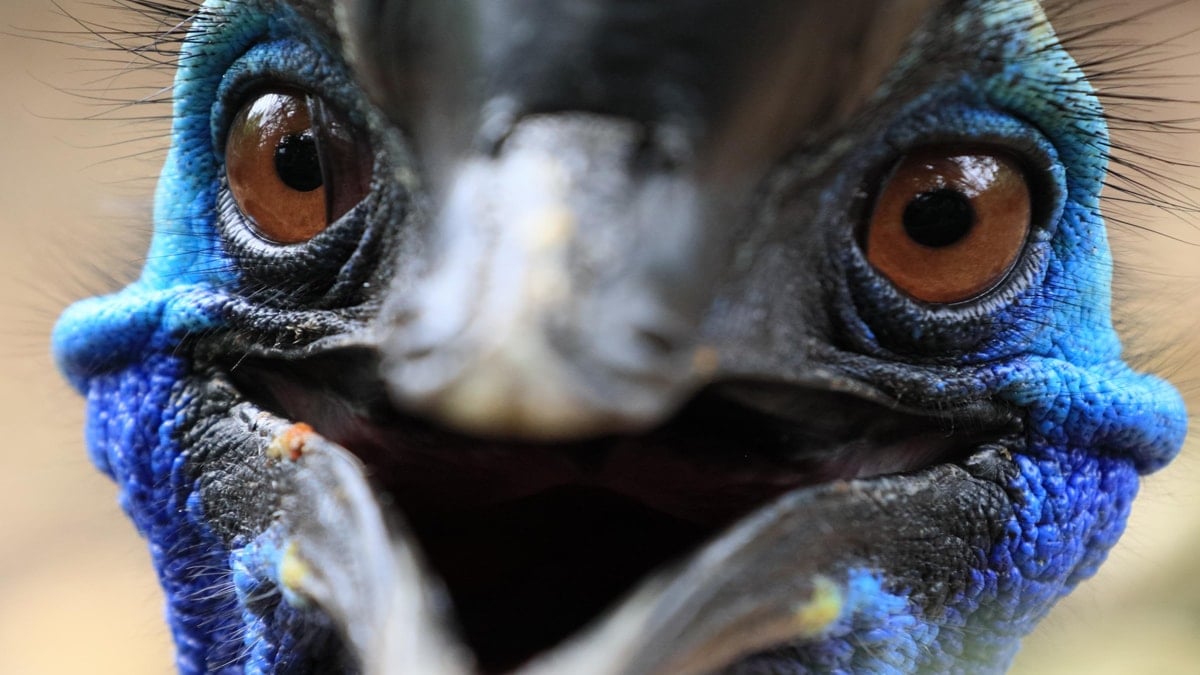 Timsah ve yılanı tek hamlede avlayan canavar