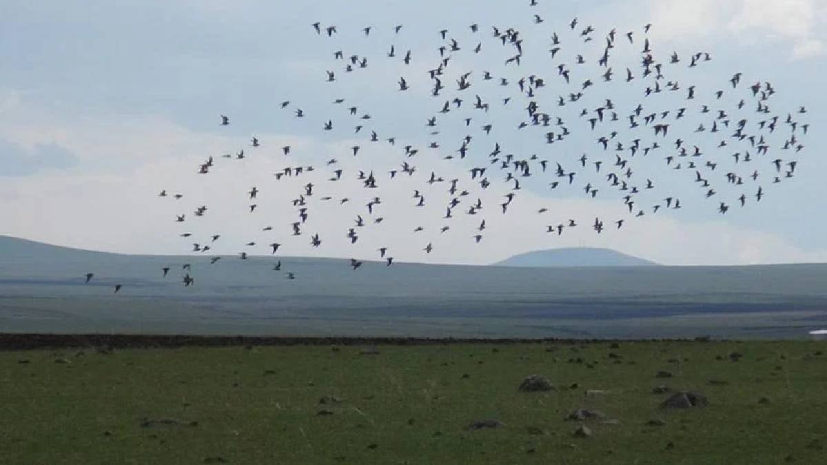 240 yıl sonra bir ilk: Tekrar görüldü