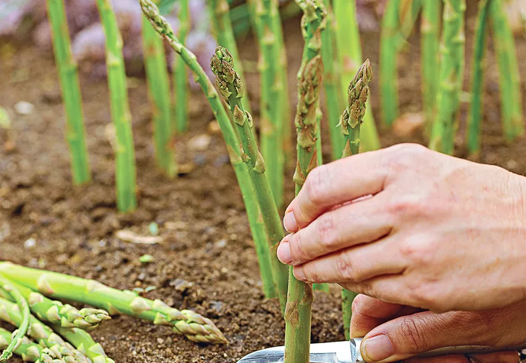 Bu bitkiyi toprağa bir kere ekince 20 yıl durmadan para kazanacaksınız