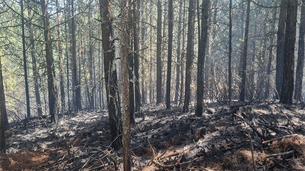Aydın Kuyucak'ta 7 dekar orman yandı