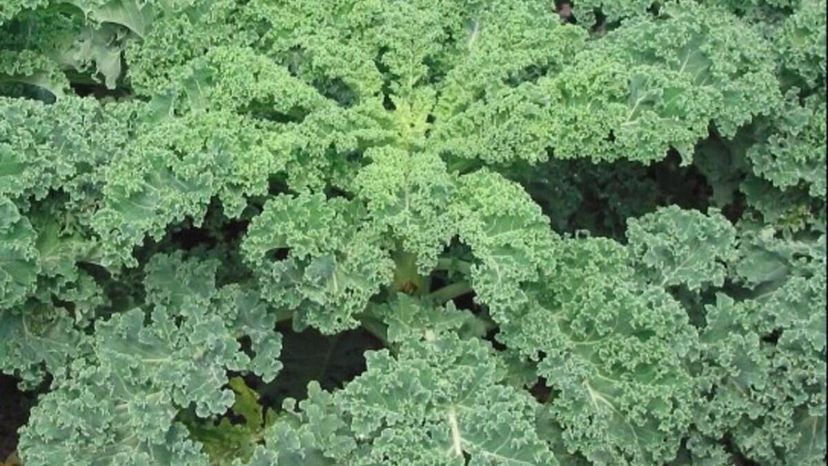 Japonların süper besini: -15 dereceye kadar dayanıyor, sütten daha fazla kalsiyum içeriyor